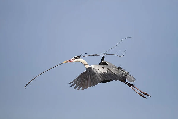 Grey Heron -Ardea cinerea- in flight with nesting material in beak
