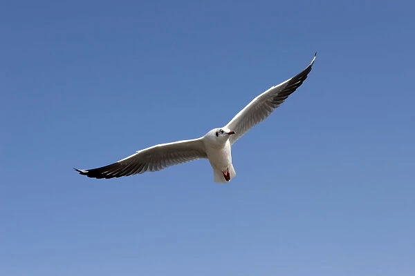 Gull or Seagull -Laridae-, in flight, at Inle Lake, Shan State, Myanmar