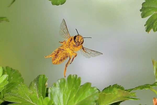 Honey bee (Apis mellifera), covered with pollen, in flight, highspeed nature photo, between leaves of gooseberry (Ribes uva-crispa), Siegerland, North Rhine-Westphalia, Germany