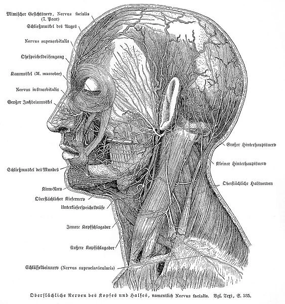 Nervous system anatomy engraving 1857
