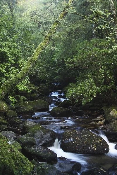 owengarriff river in killarney national park in munster region