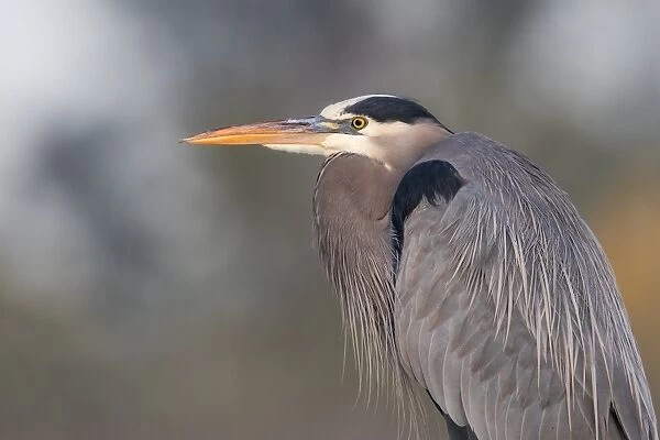 Portrait of a GBH