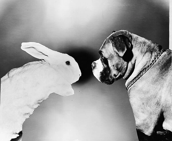 Rabbit And Dog