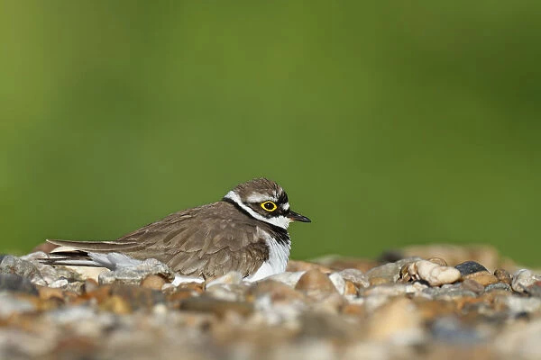 Ringed Plover -Charadrius dubius-, male on the nest, Saxony-Anhalt, Germany
