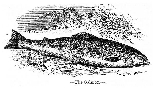 Salmon engraving 1878