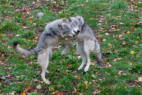 Timber wolves fighting