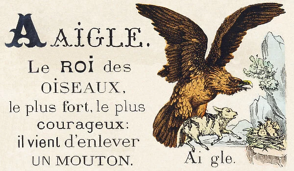 A : Aigle - the king of the animal, the strongest and bravest - he just kidnapped a sheep