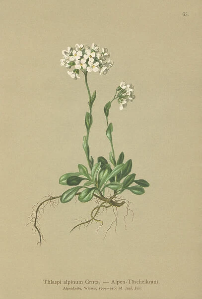 Alpine Pennycress (Thlaspi alpinum, Noccaea alpestris subsp