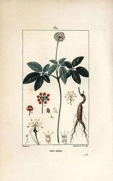 American ginseng ou a cinq leaflets - Ginseng, Panax quinquefolium, with flower, leaf, seed and root. Handcoloured stipple copperplate engraving by Lambert Junior from a drawing by Pierre Jean-Francois Turpin from Chaumeton