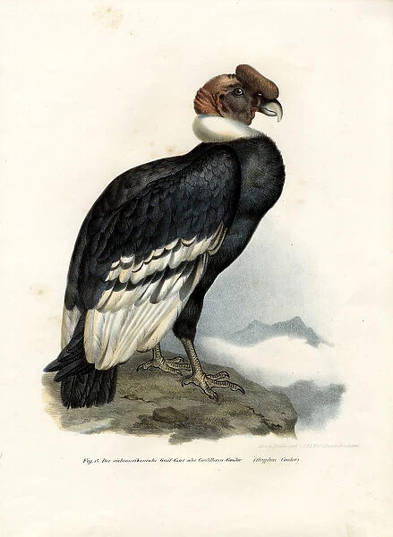 Andean Condor, 1864 (colour litho)