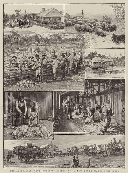 The Australian Wool Industry, scenes on a New South Wales Sheep-Farm (engraving)