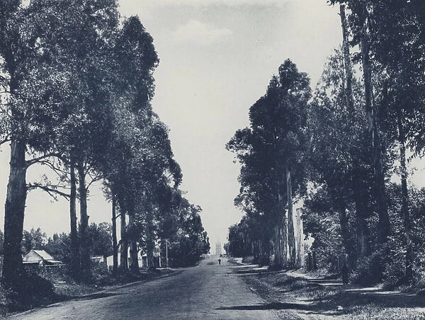 Avenue of Blue Gum Trees, Pretoria (b  /  w photo)
