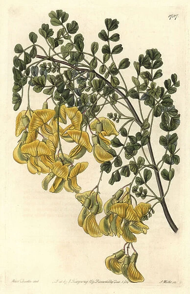 Baguenaudier du Nepal - Water forte by S. Watts from an illustration by Sarah Anne Drake (1803-1857), from the Botanical Register, 1834, by Sydenham Edwards (1768-1819) - Nepal bladder-senna