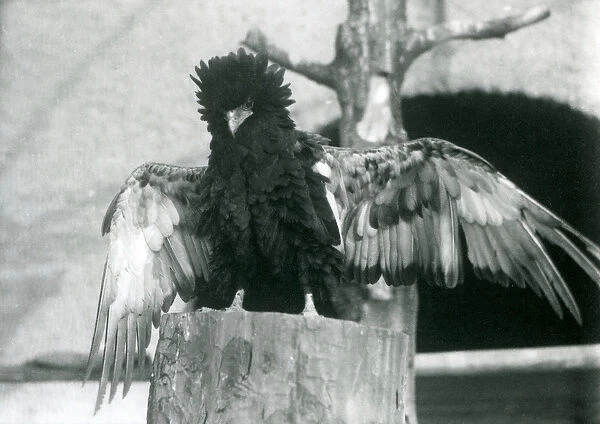 A Bateleur Eagle stands on a tree stump and spreads its wings, London Zoo