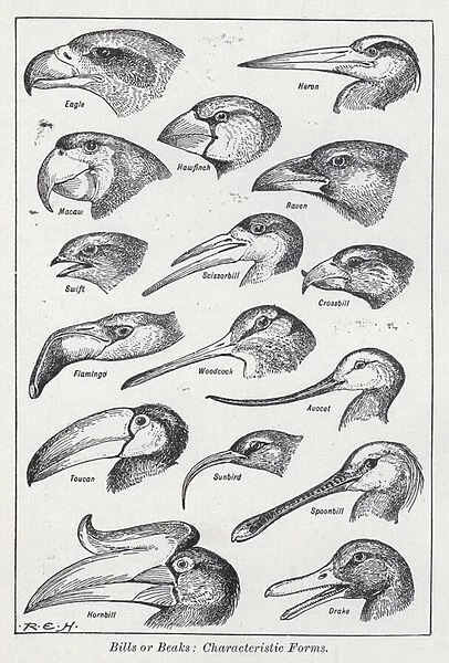 Bills or beaks, characteristic forms (litho)