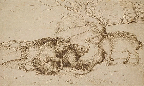 The Boar Family (pen and ink on white paper)