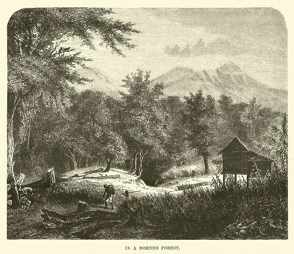 In a Borneo Forest (engraving)