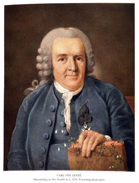 Carl Von Linne Swedish naturalist and writer (1707 - 1778) - painting, 1774