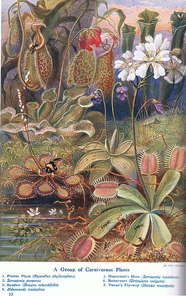 Carnivorous Plants, illustration from Wonders of the Land and Sea