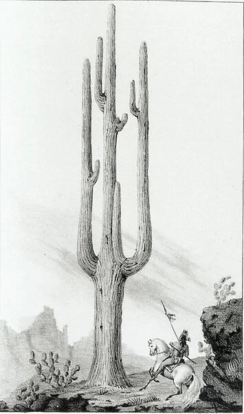 Cereus Giganteus (litho) (b  /  w photo)