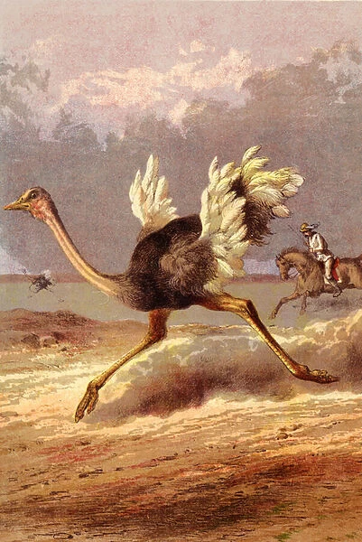 Chasing the ostrich (chromolitho)