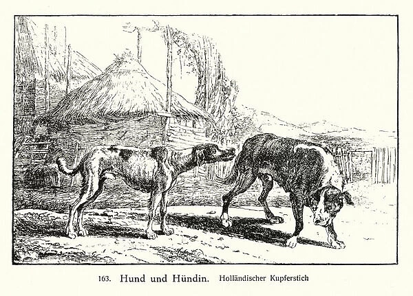 Dog and bitch (copper engraving)