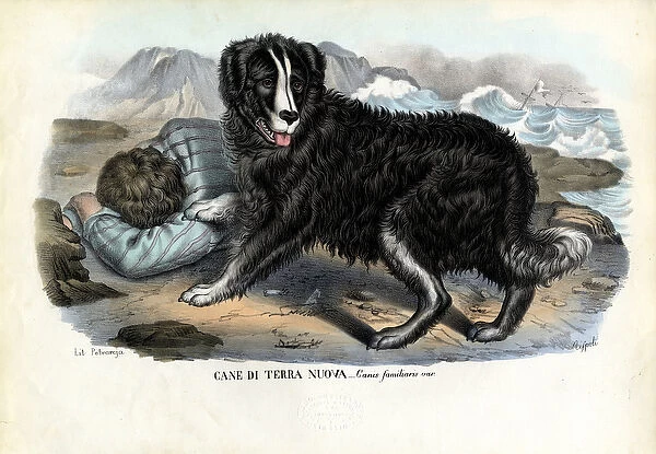 Dogs, 1863-79 (colour litho)