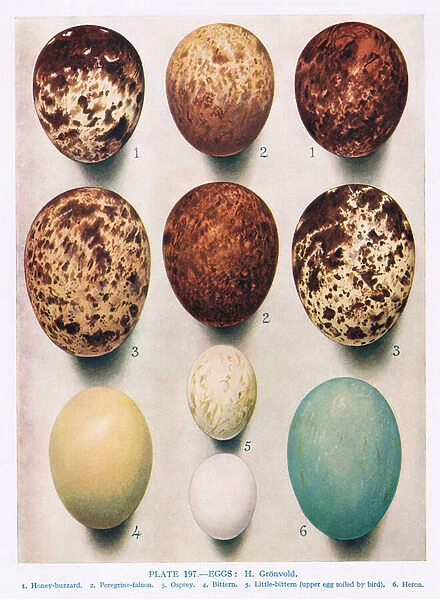 Eggs: Sparrow Hawk: Kestrel: etc, illustration from British Birds
