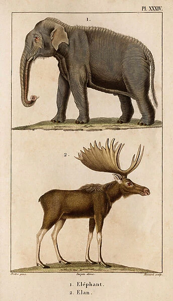 Elephant and Elan. 'Fauna des Mdecins ou histoire des animaux et de leur produits par Hippolyte Cloquet'- Volume 6 - 1825