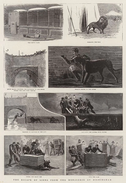 The Escape of Lions from the Menagerie at Birmingham (engraving)