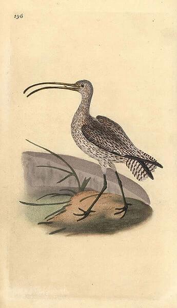 Eurasian curlew, Numenius arquata. Handcoloured copperplate drawn and engraved by Edward Donovan from his own 'Natural History of British Birds, 'London, 1794-1819