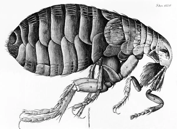 A Flea from Microscope Observation by Robert Hooke (1635-1703), 1665 (engraving)