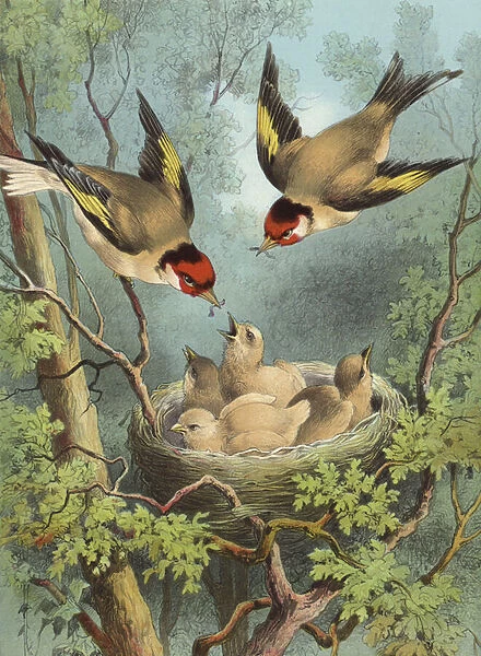 Goldfinch, feeding their young (chromolitho)
