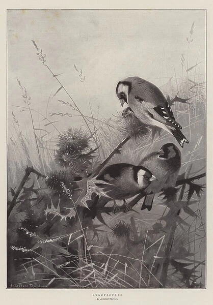 Goldfinches (litho)