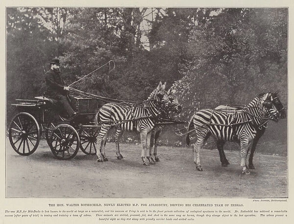 The Honourable Walter Rothschild, newly elected MP for Aylesbury, driving his Celebrated Team of Zebras (engraving)
