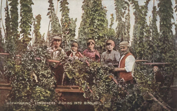 Hop pickers (colour photo)