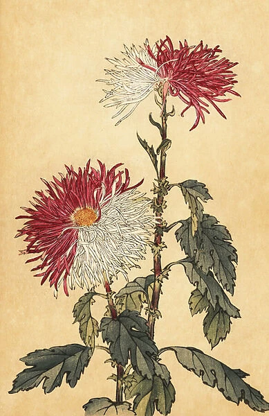 Hybrid purple and white quill chrysanthemum. 1893 (engraving)