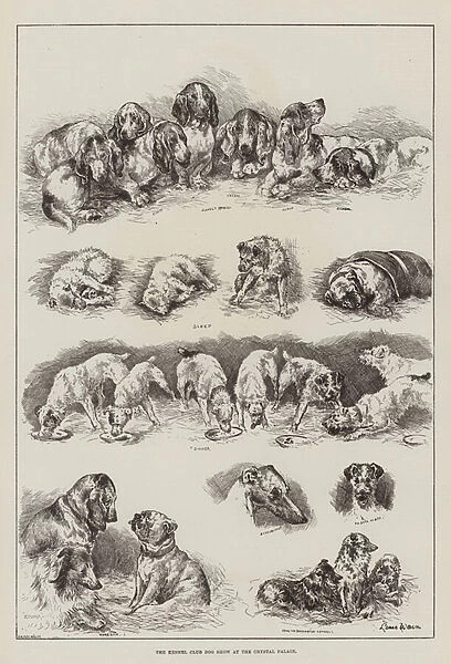The Kennel Club Dog Show at the Crystal Palace (engraving)