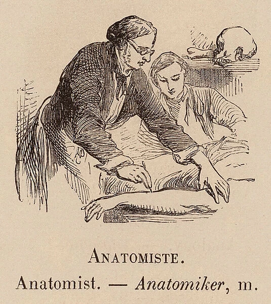 Le Vocabulaire Illustre: Anatomiste; Anatomist; Anatomiker (engraving)