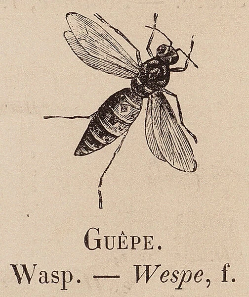 Le Vocabulaire Illustre: Guepe; Wasp; Wespe (engraving)