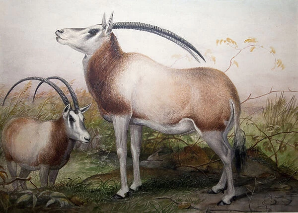 The Leucoryx Antelope, Oryx Leucoryx, c. 1850 (w  /  c on paper)