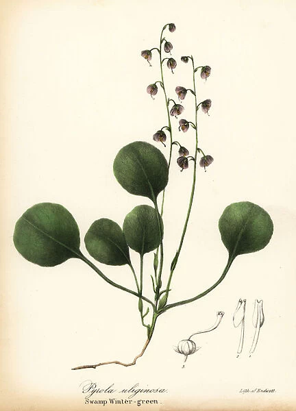 Liverleaf wintergreen, bog wintergreen or pink wintergreen, Pyrola asarifolia (Swamp winter-green, Pyrola uliginosa)