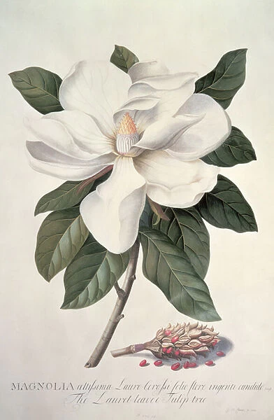 Magnolia. PHD587 Magnolia by Ehret, Georg Dionysius 