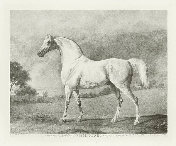 Mambrino, foaled 1768 (b  /  w photo)
