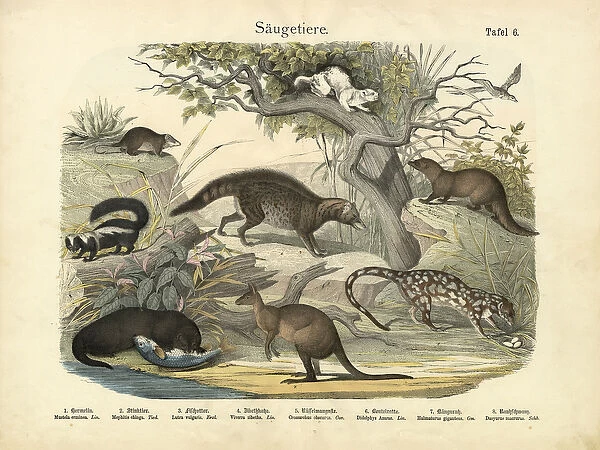 Mammals, c. 1860 (colour litho)