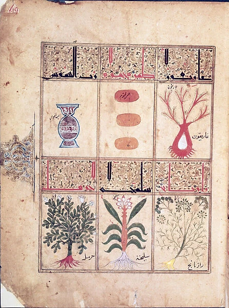 Ms. Arabe 2964 fol. 49 Plants from the Treatise of Theriac after Galien