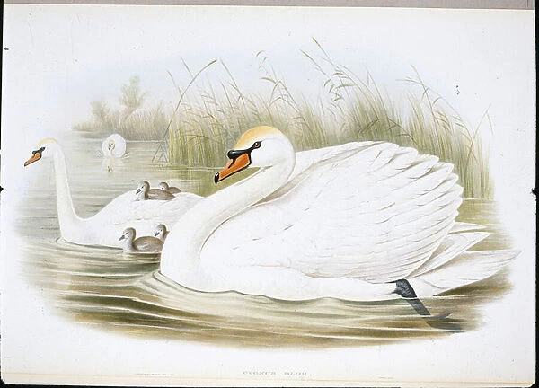 Mute Swan (Cygnus Olor) (hand-coloured litho)