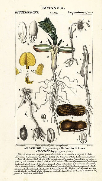 Peanut or groundnut, Arachis hypogaea