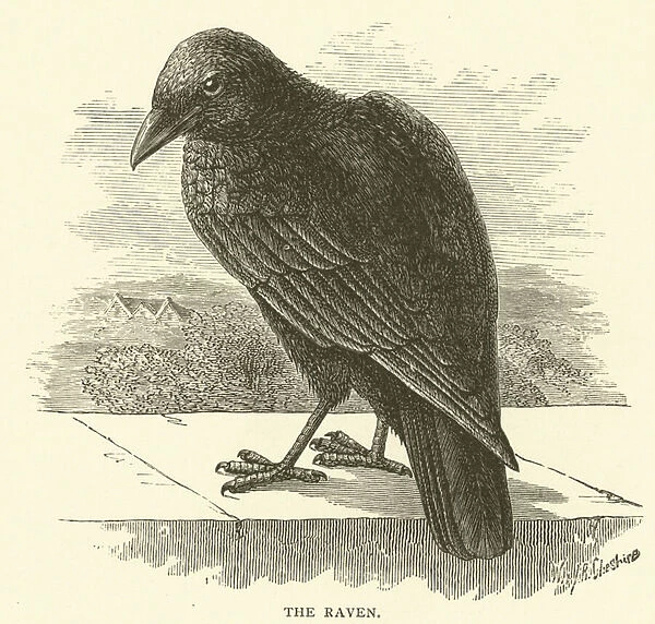 The raven (engraving)