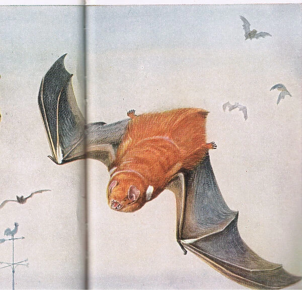 Red Bat. 1192404 Red Bat by Fuertes, Louis Agassiz 
